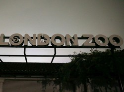 Seekor Gorila Sempat Kabur dari Kandang di Kebun Binatang London