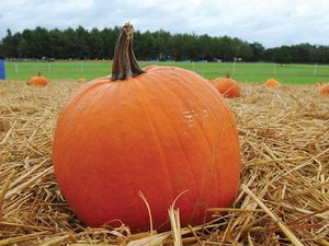 Ini 9 Buah Terberat, Ada Semangka Mencapai 158 Kilo! Ini 9 Buah Terberat, Ada Semangka Mencapai 158 Kilo!