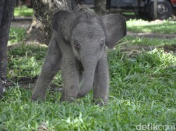 Taman Nasional Way Kambas Sambut Kelahiran 1 Ekor Gajah Betina