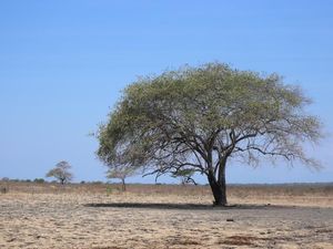Baluran, Afrika Pulau Jawa