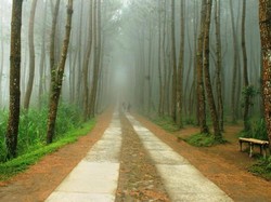 Soal Pengelolaan Lahan, Darmin: Jawa Runyam Benar