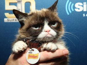 Game Si Kucing Jutek Grumpy Cat akan Segera Hadir