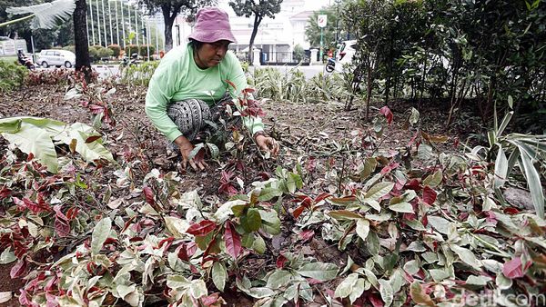 Tanaman Depan Balai Kota yang Rusak Terinjak Diperbaiki