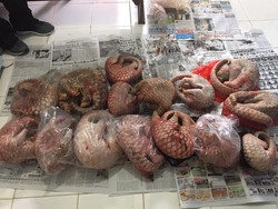 Polisi Sita 15 Ekor Trenggiling di Kapuas Hulu