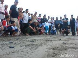 Puluhan Tukik Dilepas di Pantai Serang Blitar
