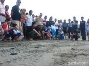 Puluhan Tukik Dilepas di Pantai Serang Blitar Puluhan Tukik Dilepas di Pantai Serang Blitar