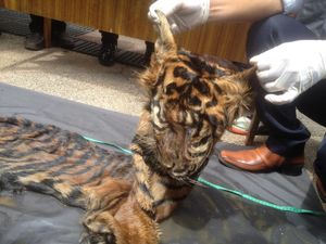 Polda Sumut Gagalkan Penjualan Kulit Harimau Sumatera Senilai Rp 70 Juta