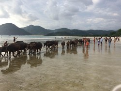 Yang Unik di Lombok, Selfie Bareng Kerbau di Pantai