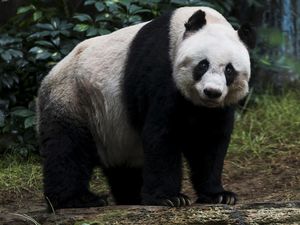 Seorang Pria Bergulat dengan Panda Raksasa di China, Videonya Viral Seorang Pria Bergulat dengan Panda Raksasa di China, Videonya Viral