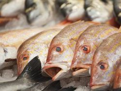 Perhatikan 4 Hal Ini Saat Menyimpan Ikan dalam Lemari Es