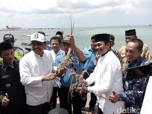 Lobster Mutiara dan Bambu Jadi Andalan Nelayan Pulau Bawean