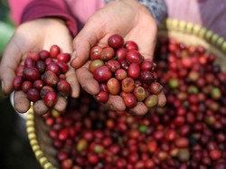 Kopi Arabika Indonesia Mulai Merambah Pasar Qatar