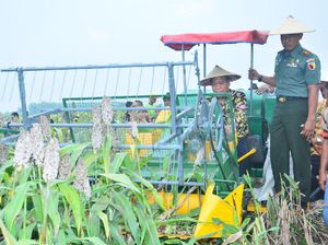 Bisa Jadi Pengganti Beras, Produksi Sorgum di Lamongan Capai 6,5 Ton/Ha