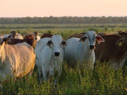 Pengiriman Pertama Sapi Australia ke Kalimantan