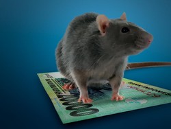 Seberapa Efektif Gerakan Basmi Tikus Bantu Cegah Penyakit Kencing Tikus?