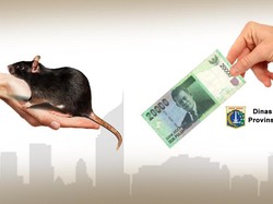 Dinas Kebersihan Tunggu Rapat Teknis Program Basmi Tikus Berhadiah Rp 20 Ribu