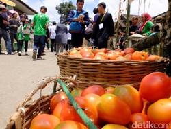 Begini Sejarah Perang Tomat di Bandung