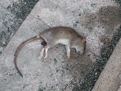 Perlu Tahu! Aneka Penyakit pada Manusia yang Disebabkan oleh Tikus