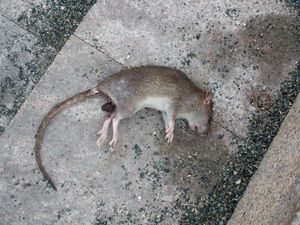 Bukan Cuma Tikus, Ini 5 Hewan yang Bisa Tularkan Penyakit ke Manusia Bukan Cuma Tikus, Ini 5 Hewan yang Bisa Tularkan Penyakit ke Manusia