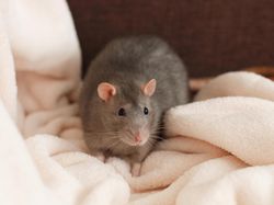 Waspada! Hujan Deras Bisa Bikin Tikus Masuk Rumah, Ini Cara Mengatasinya