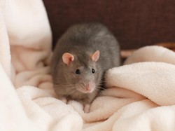 Ini 15 Bahan Alami Pengusir Tikus di Rumah