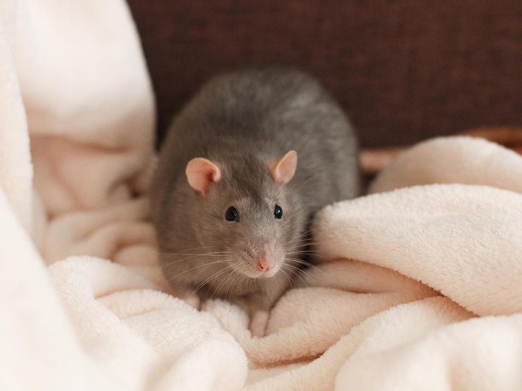 14 Cara Mengusir Tikus dari Rumah yang Mudah dan Ampuh 14 Cara Mengusir Tikus dari Rumah yang Mudah dan Ampuh