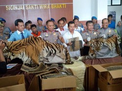 Polisi Bekuk Pelaku Perdagangan Kulit Harimau dan Buaya di Jambi