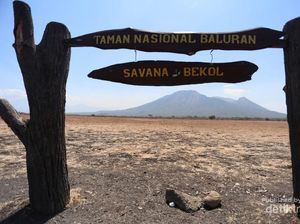 Menikmati Sepotong Afrika di Jawa