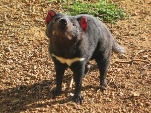 Susu Setan Tasmania Berpotensi Jadi Lawan Bakteri Super