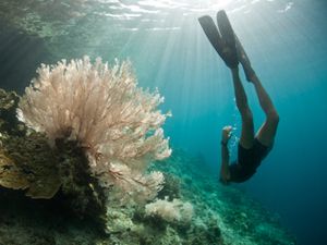 Festival Raja Ampat 2016 Punya Program Baru Try Scuba Diving
