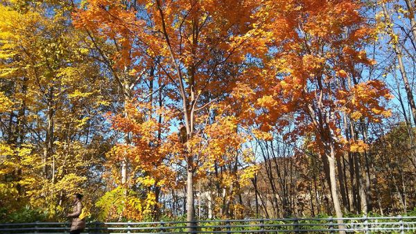 Kawaii! Cantiknya Musim Gugur di Jepang