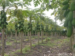 Dulu Dianggap Gila, Kini Petani Asal Lamongan Ini Sukses Bisnis Pepaya Calina