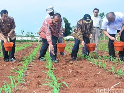 Ini Jurus Kabupaten Lamongan Tingkatkan Produksi Jagung