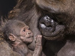 Gemas! Bayi Gorila Lahir di Kebun Binatang San Diego AS