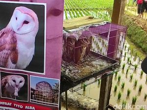 Mengembalikan Peran Hantu Pemburu Tikus