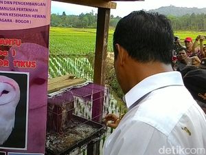 Kagetnya Mentan Amran Lihat Burung Hantu Saat Tanam Padi di Kalbar