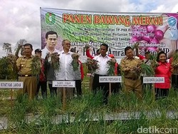 Panen 16 Ton Bawang Merah, Mentan Puji Lihainya Ibu-ibu di Kalbar