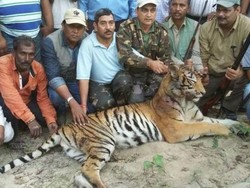 Harimau Pemakan Orang di India Akhirnya Dibunuh