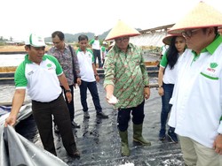 Menengok Lahan Pertanian Terpadu di Lahan Eks Tambang Timah Bangka