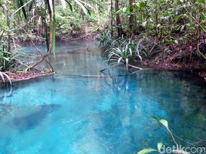 Foto: Sungai Berwarna Biru di Raja Ampat