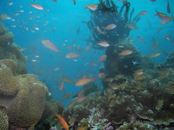 Nggak Bakal Bosan Main ke Nusalaut, Bisa Ketemu Lumba-lumba Hingga Paus!