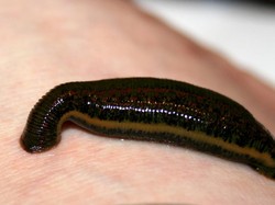 Hii...! Pria Asal Canton Ini Menyantap Lintah Hidup-hidup