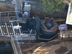 Wahana Arung Jeram di Dreamworld Australia Tewaskan 4 Orang, Begini Kejadiannya