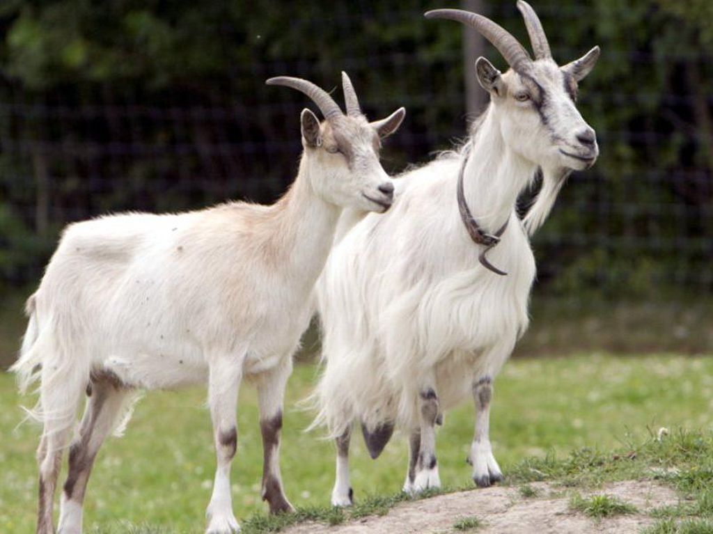 Kisah Rasulullah SAW dan Kambing Kurus Penghasil Susu Milik Ummu Mabad Kisah Rasulullah SAW dan Kambing Kurus Penghasil Susu Milik Ummu Mabad