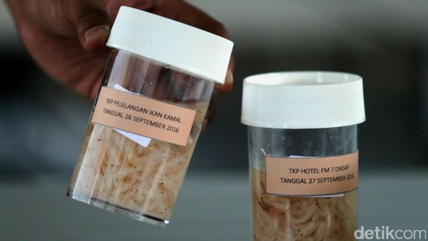 Pemerintah Gagalkan Penyelundupan 404.385 Bibit Lobster