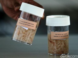 Polisi Gagalkan Penyelundupan Benih Lobster di LP Pemuda Tangerang