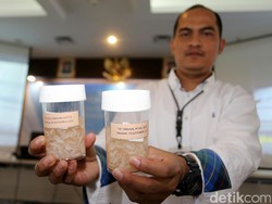 Polda Metro Tangkap Pengekspor Ilegal 30 Ribu Benih Lobster