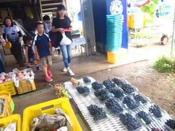 Wisata Kebun Buah di Jepang, Bisa Petik Sendiri & Makan Sepuasnya