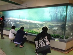 Ih Aneh, Ada Lumut Bentuknya Bola di Jepang