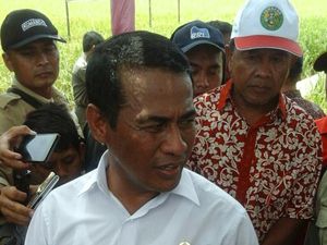 Mentan Subsidi Benih Padi Hibrida untuk 5 Juta Hektar Sawah